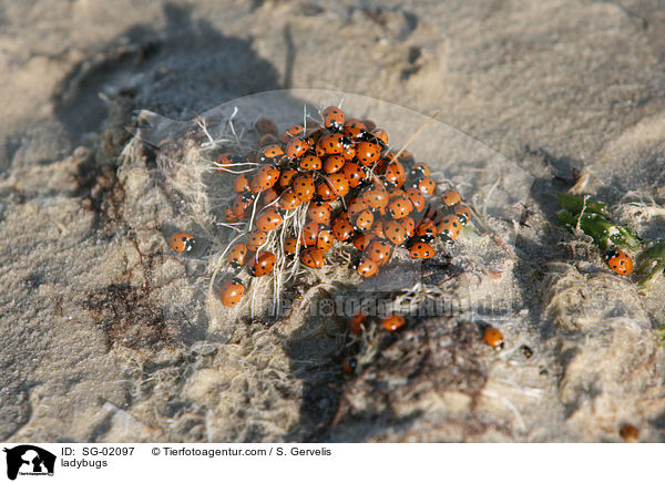 ladybugs / SG-02097