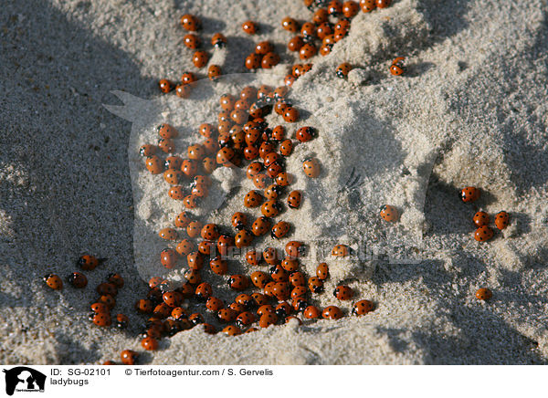 ladybugs / SG-02101