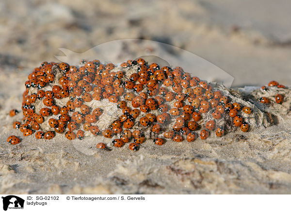 ladybugs / SG-02102
