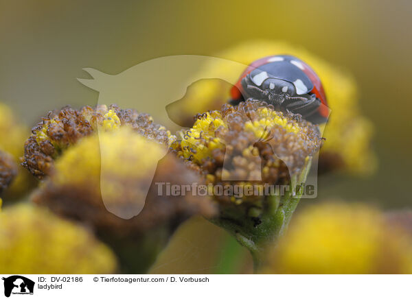 Marienkfer / ladybird / DV-02186