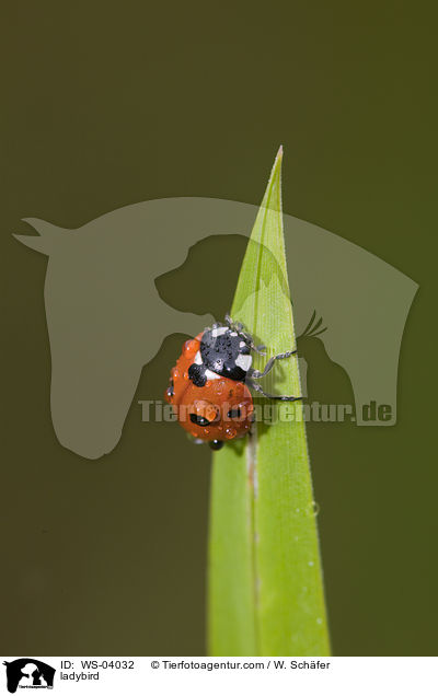 Marienkfer / ladybird / WS-04032