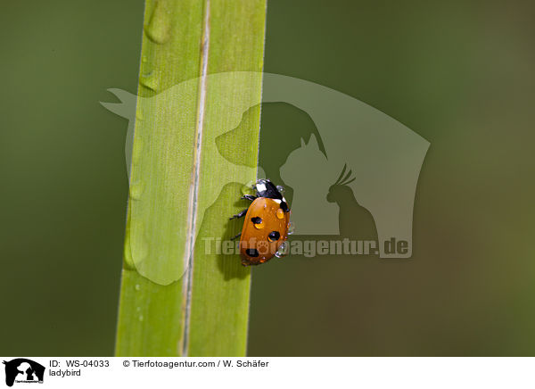 Marienkfer / ladybird / WS-04033