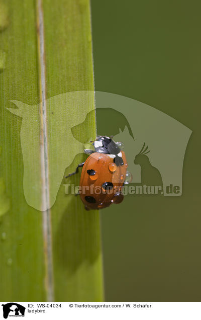 Marienkfer / ladybird / WS-04034
