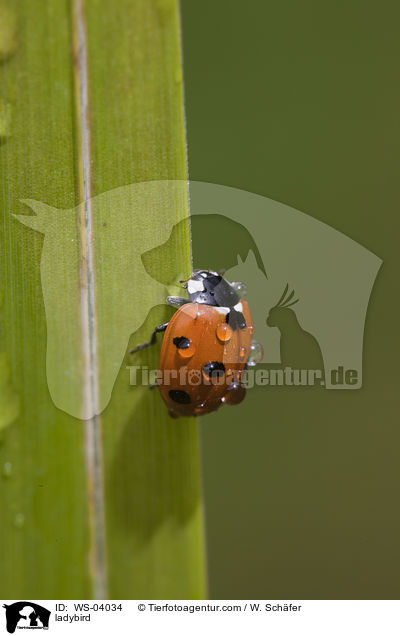 ladybird / WS-04034