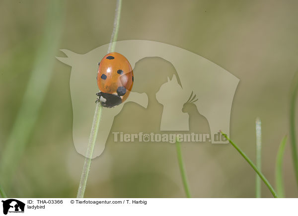Marienkfer / ladybird / THA-03366