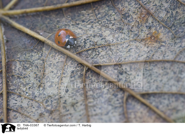 Marienkfer / ladybird / THA-03367