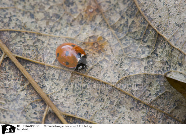 ladybird / THA-03368