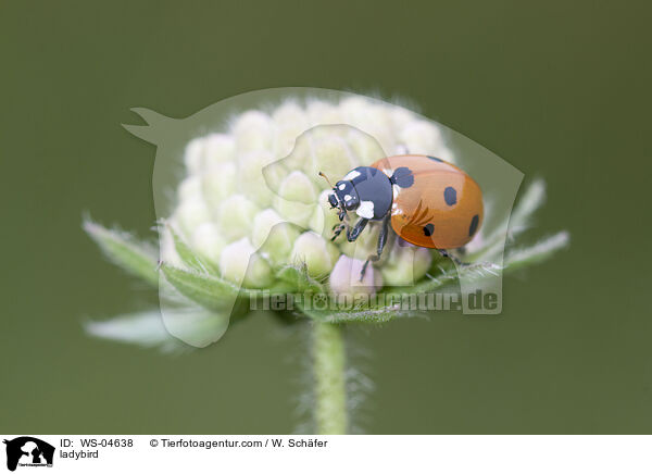 ladybird / WS-04638