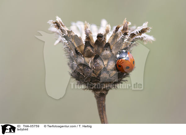 ladybird / THA-05759