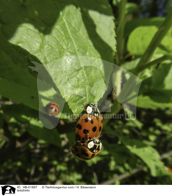 Marienkfer / ladybirds / HB-01887
