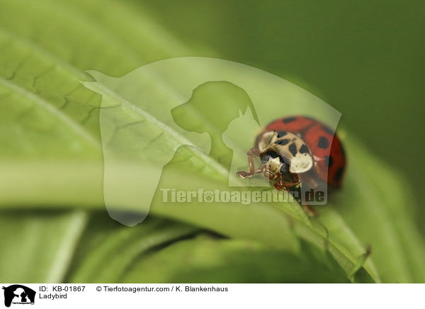 Marienkfer / Ladybird / KB-01867
