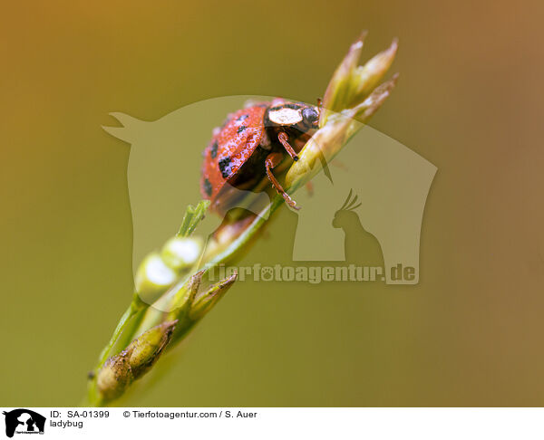 Marienkfer / ladybug / SA-01399