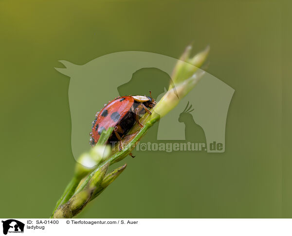 ladybug / SA-01400