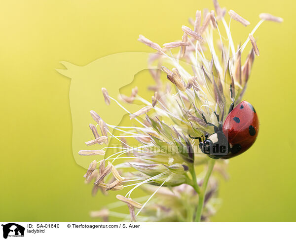 Marienkfer / ladybird / SA-01640
