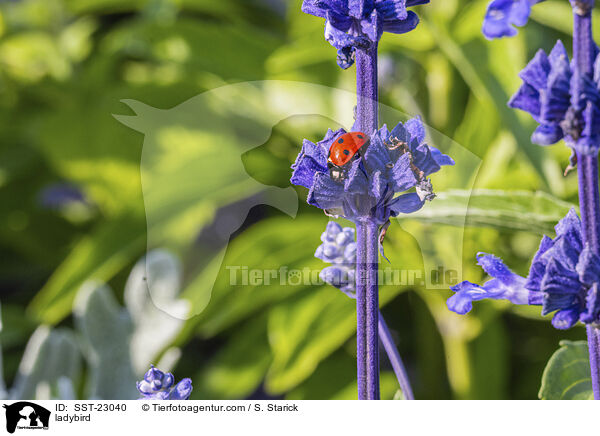 ladybird / SST-23040