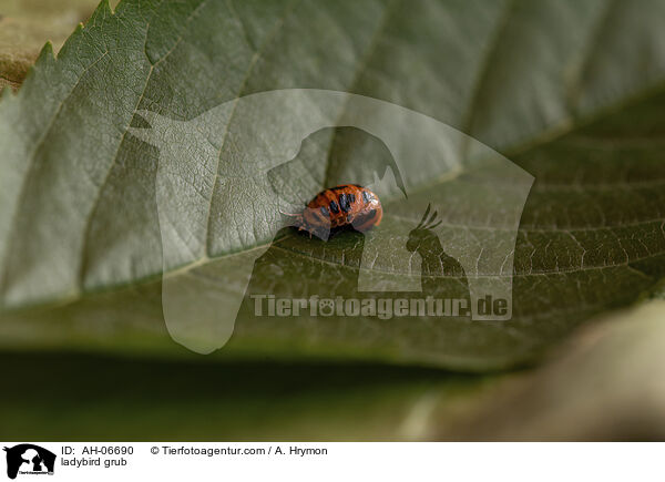 Marienkfer Larve / ladybird grub / AH-06690