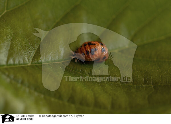 Marienkfer Larve / ladybird grub / AH-06691