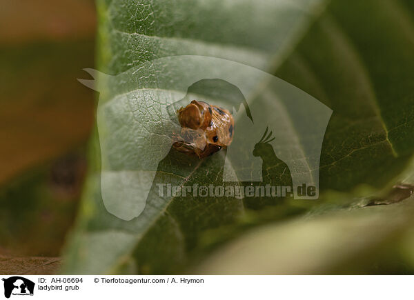 Marienkfer Larve / ladybird grub / AH-06694