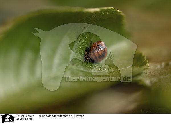 Marienkfer Larve / ladybird grub / AH-06695