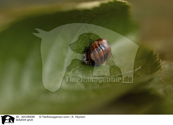 Marienkfer Larve / ladybird grub / AH-06696