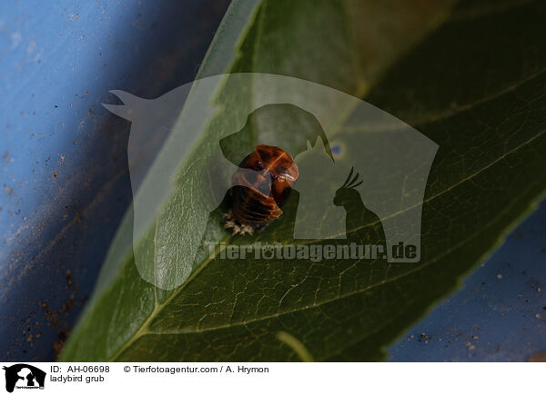 ladybird grub / AH-06698