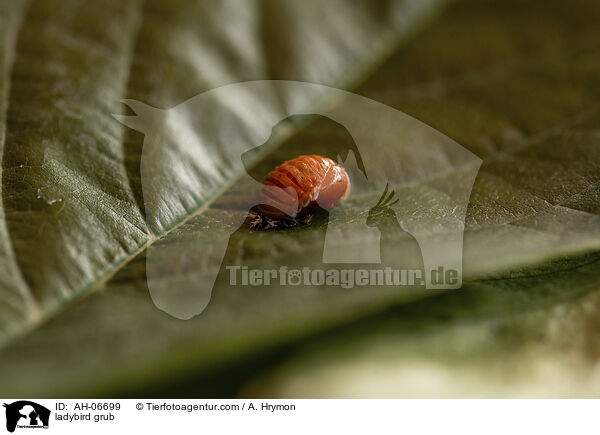 Marienkfer Larve / ladybird grub / AH-06699