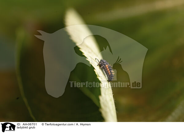 Marienkfer Larve / ladybird grub / AH-06701