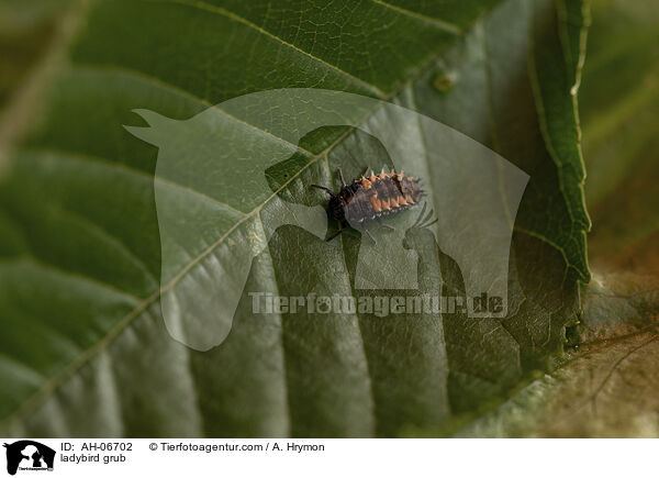 Marienkfer Larve / ladybird grub / AH-06702