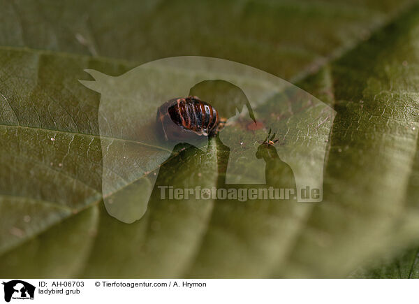 ladybird grub / AH-06703