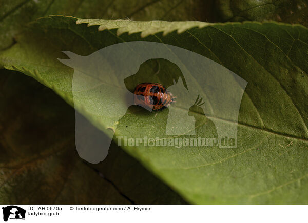 ladybird grub / AH-06705