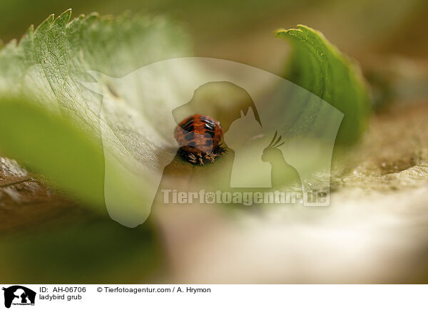 ladybird grub / AH-06706