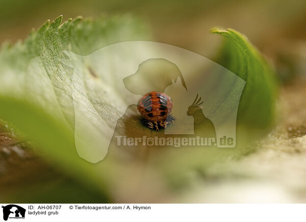 ladybird grub / AH-06707