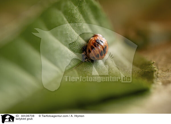 Marienkfer Larve / ladybird grub / AH-06708