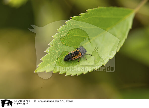 Marienkfer Larve / ladybird grub / AH-06709