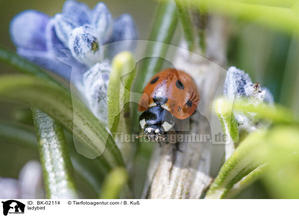 Marienkfer / ladybird / BK-02114