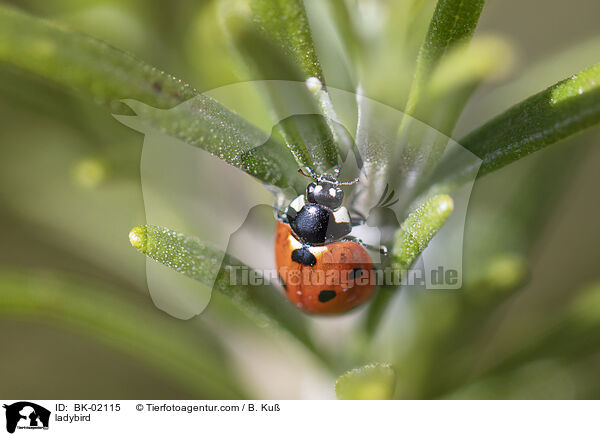 Marienkfer / ladybird / BK-02115