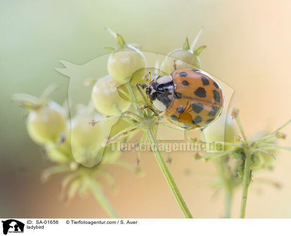 Marienkfer / ladybird / SA-01656