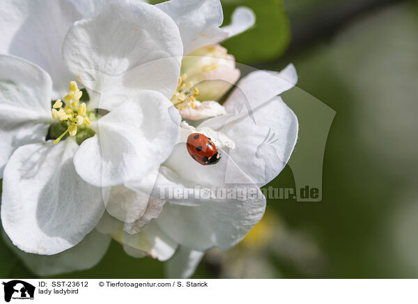 Marienkfer / lady ladybird / SST-23612