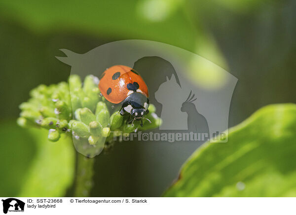Marienkfer / lady ladybird / SST-23668