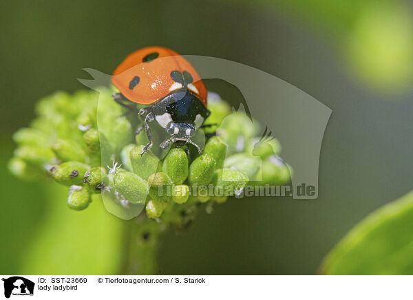 Marienkfer / lady ladybird / SST-23669