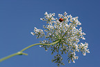 lady beetle