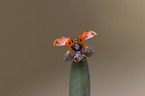 ladybug