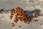 ladybugs