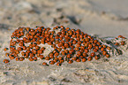 ladybugs