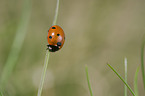 ladybird