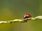 Ladybird