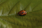 ladybird grub