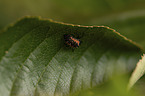 ladybird grub