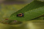 ladybird grub