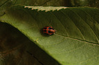 ladybird grub